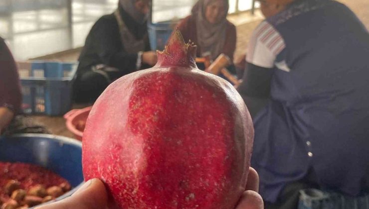 Şanlıurfa’da ev kadınlarının nar ekşisi geleneği devam ediyor