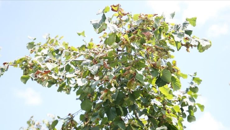 Ordu’da yaşlı adam, anız yakarken ateşin üzerine düştü