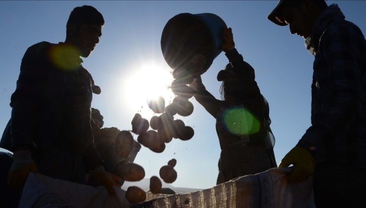 Patates siğiline karşı verilen destek artırıldı