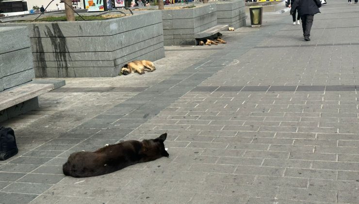 Taksim’de başıboş köpekler tedirginliğe yol açıyor