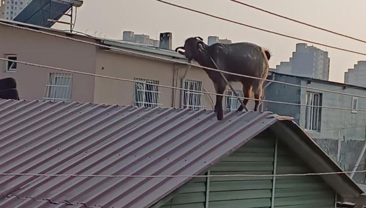 Adana’da mahalleli inatçı keçiyi çatıdan indirmek için seferber oldu