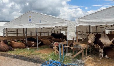 İlk kurbanlıklar Sultanbeyli’ye giriş yaptı