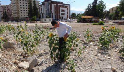 Kahramanmaraş’ta enkaz altında kalıp boy veren ay çekirdekleri