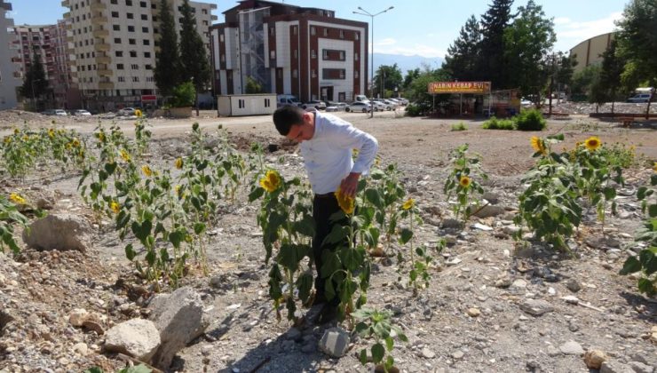 Kahramanmaraş’ta enkaz altında kalıp boy veren ay çekirdekleri