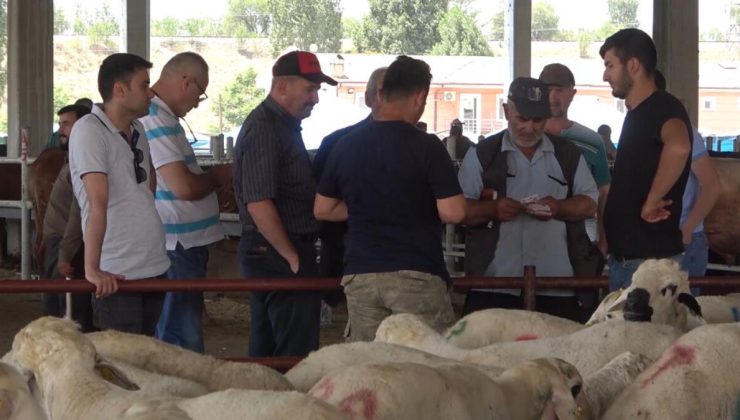 Kırıkkale’de elde kalan kurbanlıkların fiyatı maliyetine düşürüldü