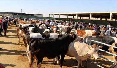 Kurban Bayramı’nda işe yaracak bilgi! Hayvanın hangi bölgesi ne için kullanılır…