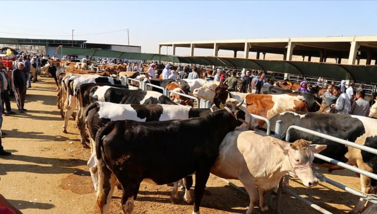 Kurban Bayramı’nda işe yaracak bilgi! Hayvanın hangi bölgesi ne için kullanılır…