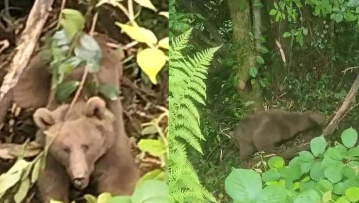 Rize’de tele takılan yavru ayıyı ekipler  kurtardı