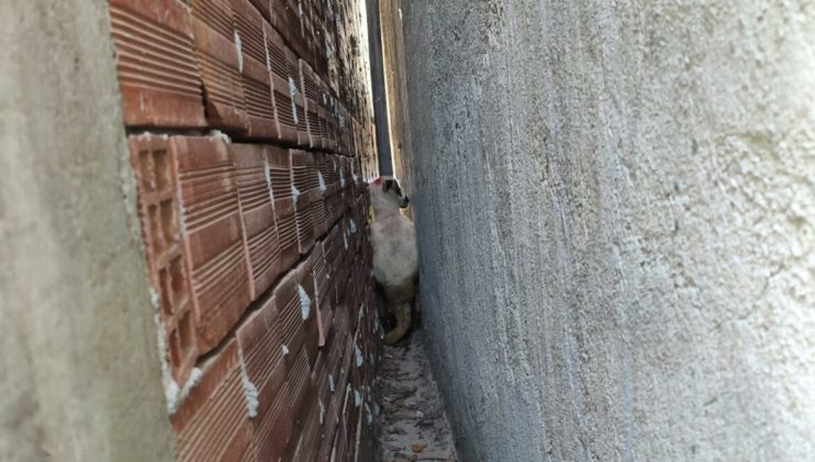 Tokat’ta iki duvarın arasında sıkışan kurbanlık koyunu itfaiye çıkardı