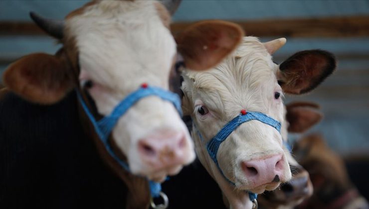 TSK Mehmetçik Vakfı’na vekaletle kurban kesimi için başvurular sürüyor