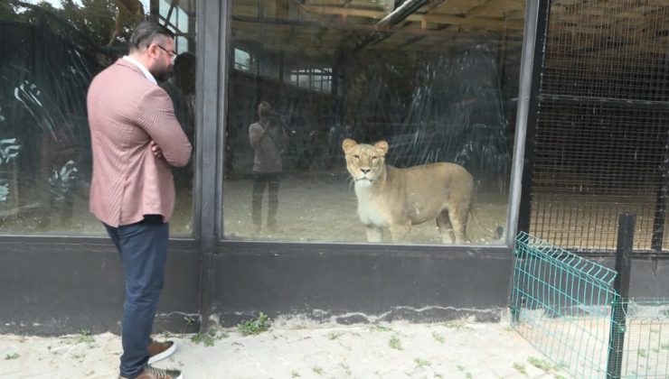 Beykoz’daki ormana ‘aslan kaçtı’ iddiası ortalığı ayağa kaldırdı