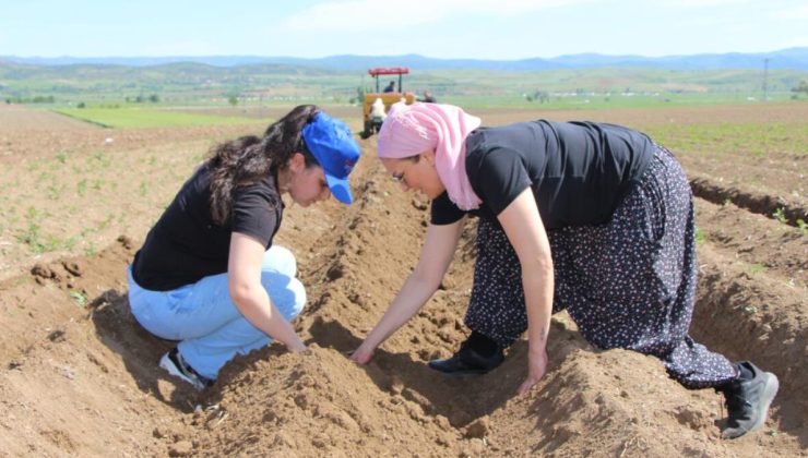 Cambridge mezunu kadın çiftçi, mor patates ekimini Anadolu’ya yayıyor