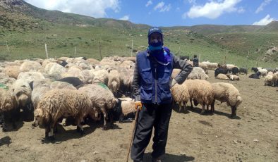 Hakkari’de yerli çoban bulamayınca İran’dan getirdiler