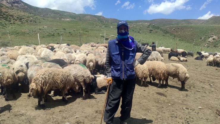 Hakkari’de yerli çoban bulamayınca İran’dan getirdiler