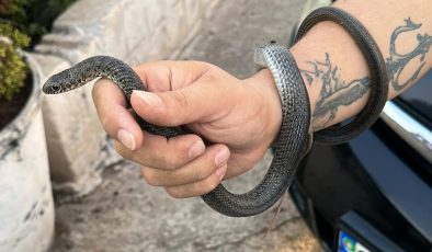 Hatay’da elleriyle yakaladığı yılanı uyardı