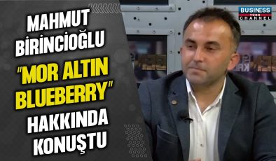 MAHMUT BİRİNCİOĞLU “MOR ALTIN BLUEBERRY” HAKKINDA KONUŞTU…